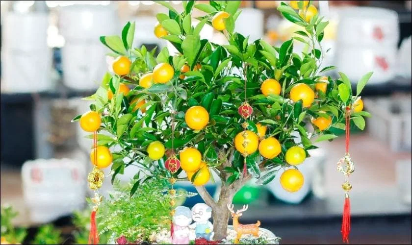 Cách Trang Trí Cây Quất Ngày Tết Với Thỏi Vàng Ấn Tượng