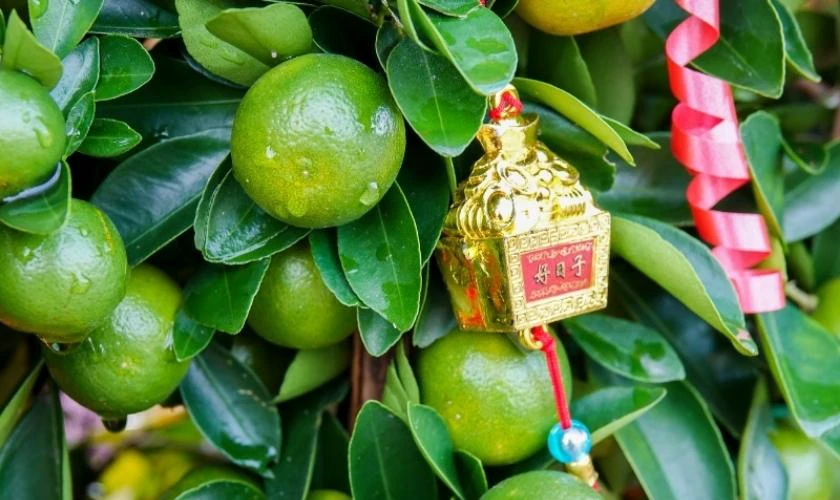 Cách Trang Trí Cây Quất Ngày Tết Với Thỏi Vàng Đẹp Mới