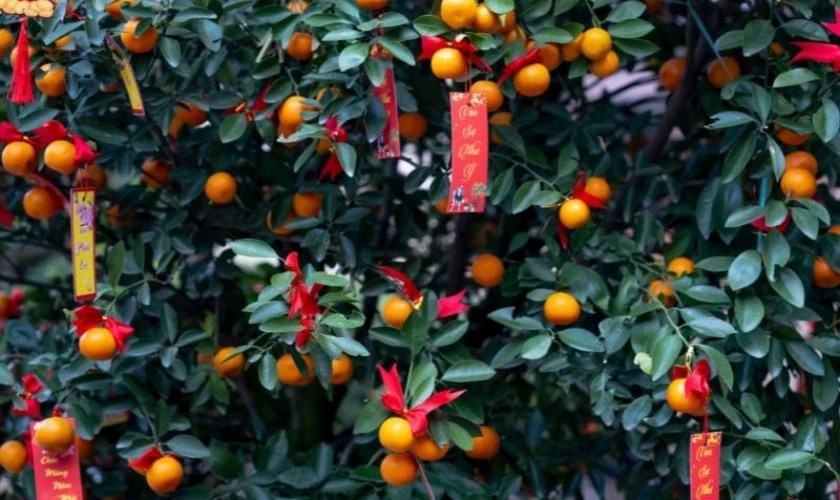 Cách Trang Trí Cây Quất Ngày Tết Với Thiệp Chúc Tết