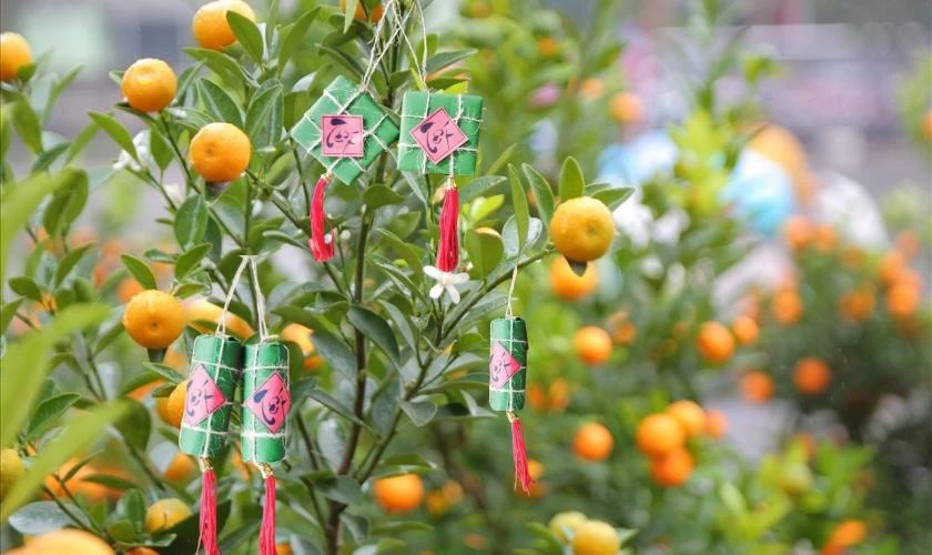 Cách Trang Trí Cây Quất Ngày Tết Với Mô Hình Bánh Chưng