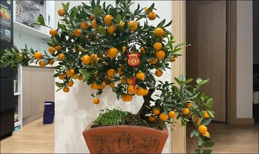Cách Trang Trí Cây Quất Ngày Tết Trong Nhà Phòng Khách Ấn Tượng