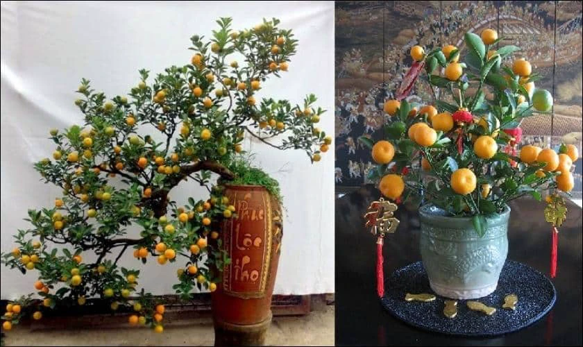 Trang Trí Ngày Tết