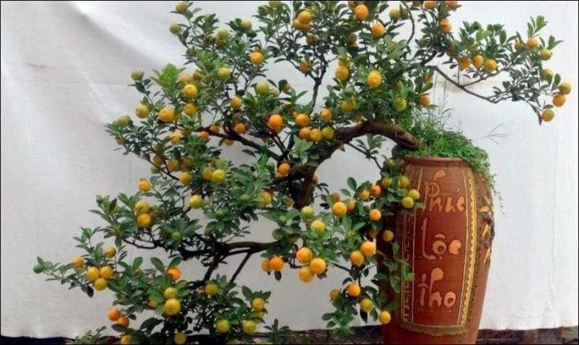 Cách Trang Trí Cây Quất Ngày Tết Với Chậu Kiểng Tạo Hình
