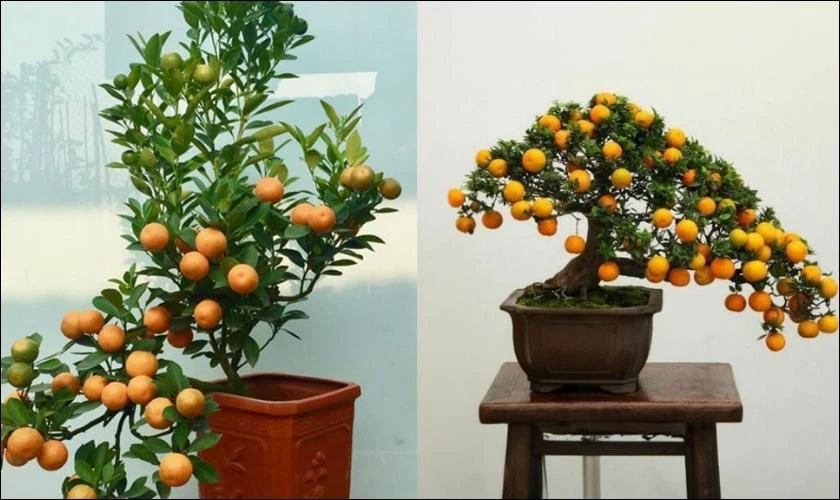 Cách Trang Trí Cây Quất Ngày Tết Với Chậu Kiểng Tạo Hình Ấn Tượng