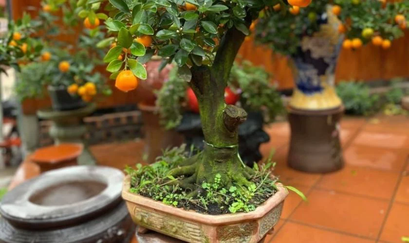 Cách Trang Trí Cây Quất Ngày Tết Với Chậu Kiểng Tạo Hình Độc Đáo