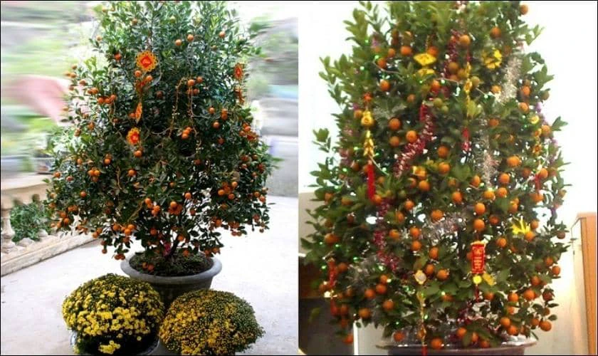 Cách Trang Trí Cây Quất Ngày Tết Cho Cửa Hàng Ấn Tượng