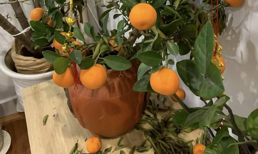 Sai Lầm Cần Tránh Khi Trang Trí Cây Quất Ngày Tết 2026