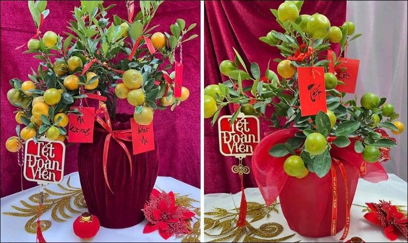 Không Chú Ý Đến Vị Trí Đặt Cây Quất Trong Không Gian