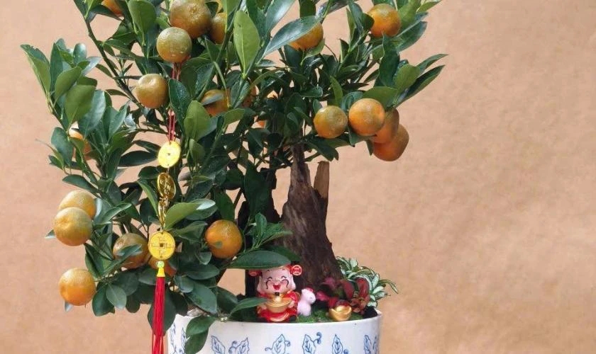 Cách Trang Trí Cây Quất Ngày Tết Với Dây Treo Đồng Xu Mới