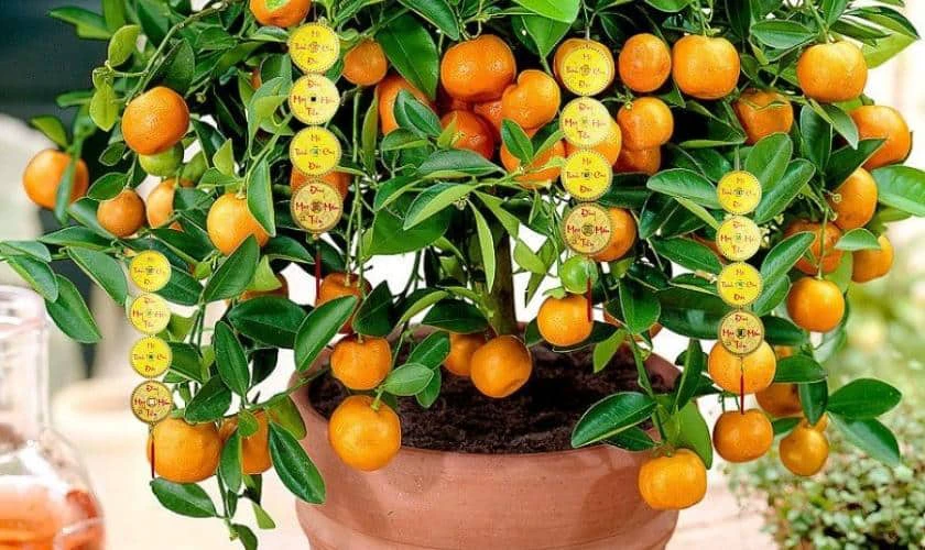 Cách Trang Trí Cây Quất Ngày Tết Với Dây Treo Đồng Xu Án Tượng