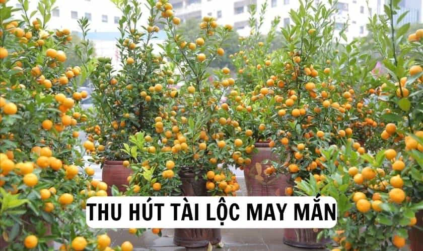 Trang trí cây quất ngày Tết có ý nghĩa gì?