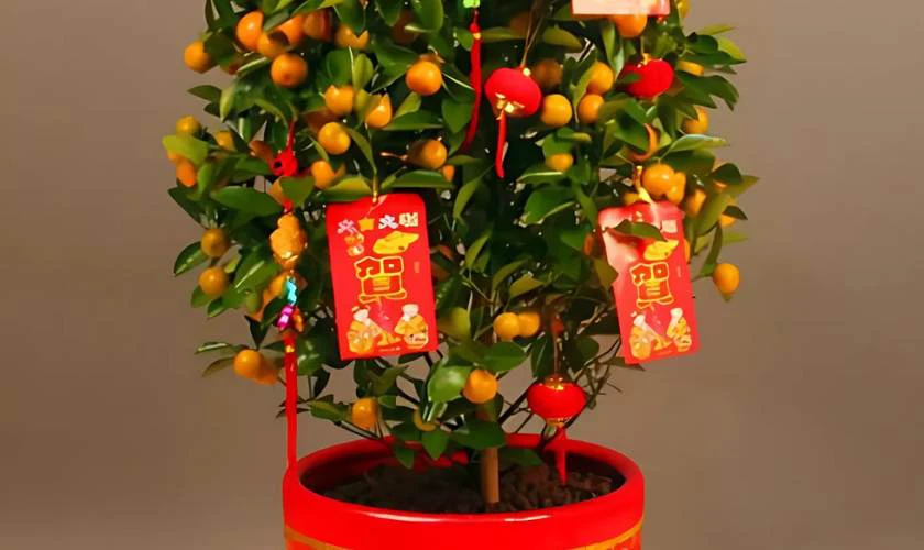 Cách trang trí cây quất ngày Tết với thiệp chúc Tết