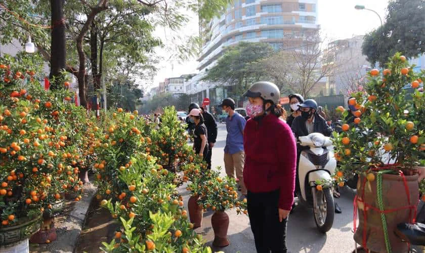 Mẹo chọn cây quất đẹp ngày Tết 2025