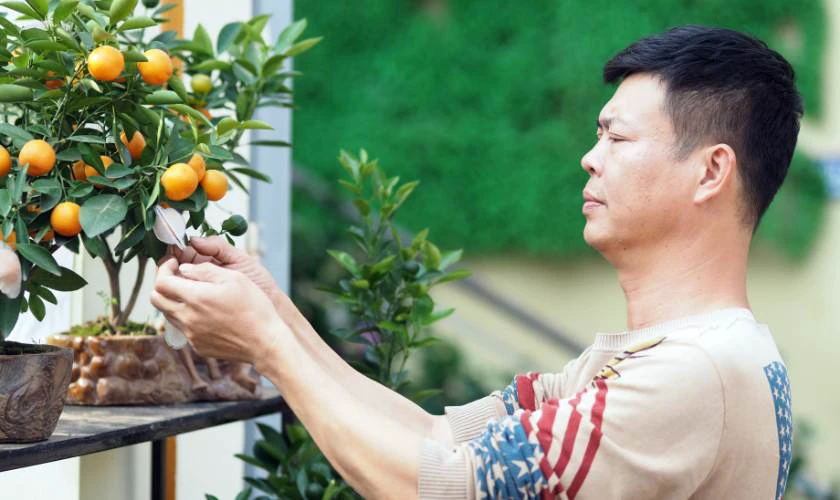 Tập trung vào vẻ đẹp tự nhiên của cây quất