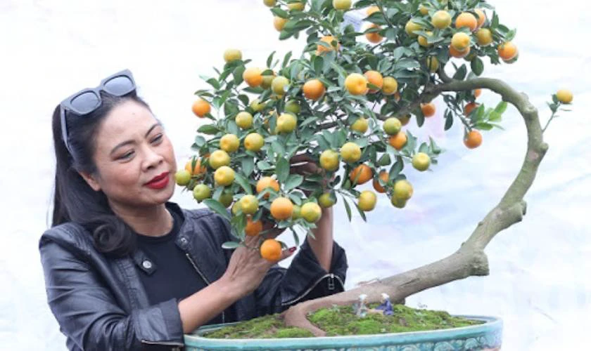 Không trang trí cây quất ngày Tết quá rườm rà