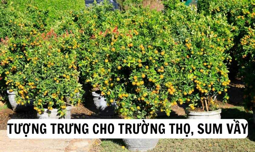 Tượng trưng cho sự trường thọ, sum vầy