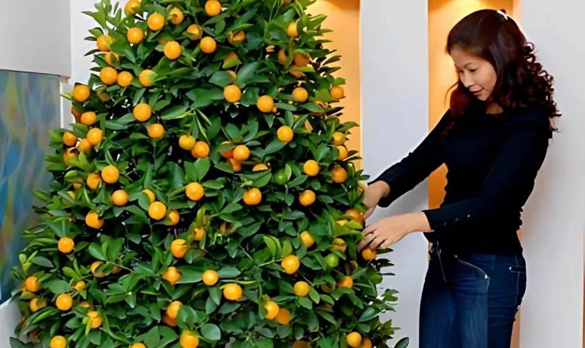 Trang trí cây quất ngày Tết vào thời điểm nào là phù hợp?