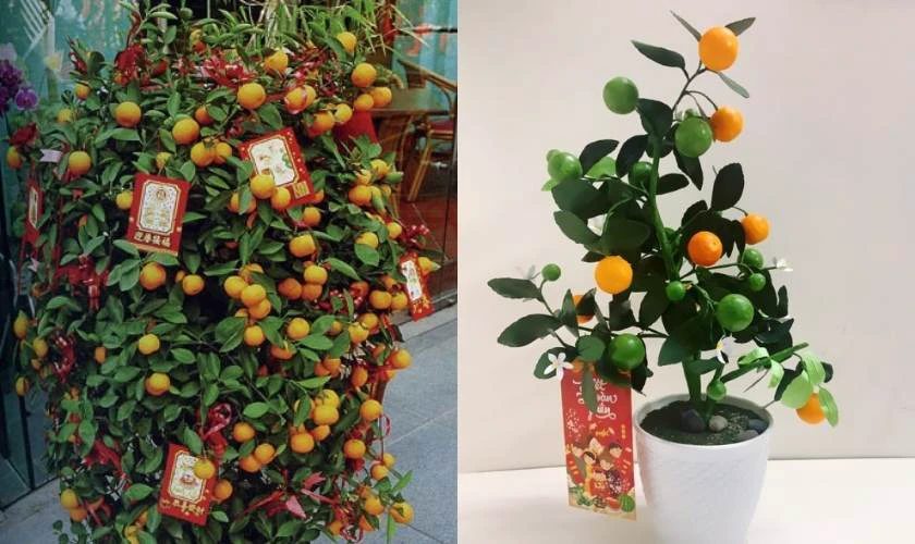 Decor cây với bao lì xì