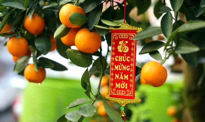 Cách trang trí cây tắt với câu đối đỏ