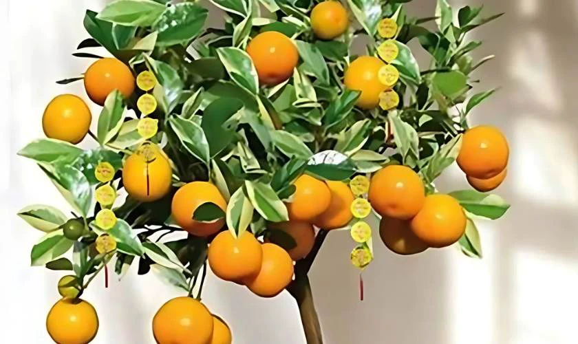 Cách trang trí cây quất ngày Tết với dây treo đồng xu
