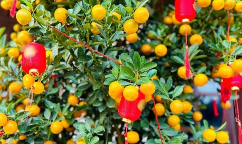 Cách trang trí cây quất ngày Tết với lồng đèn