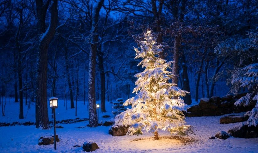 Trang trí Giáng sinh ngoài trời với cây thông