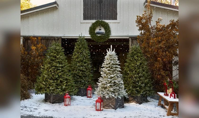 Trang trí ngoài trời bằng cây thông Noel