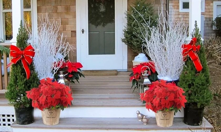 Trang trí Giáng sinh ngoài trời bằng chậu hoa, cây cảnh