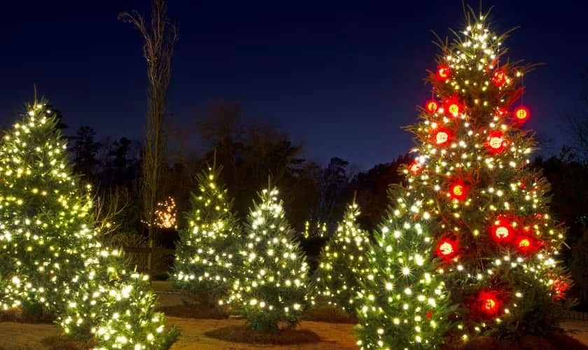 Trang trí Noel ngoài trời bằng cây thông Noel