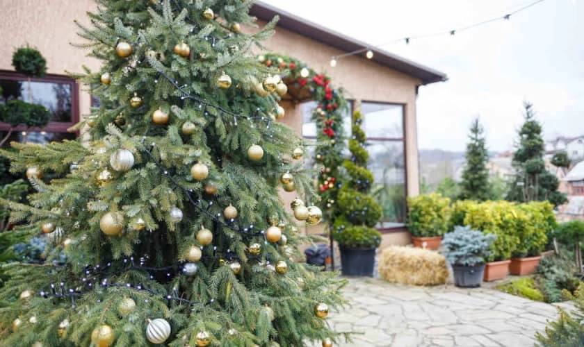 Trang trí Noel ngoài trời bằng cây thông Noel đẹp nhất