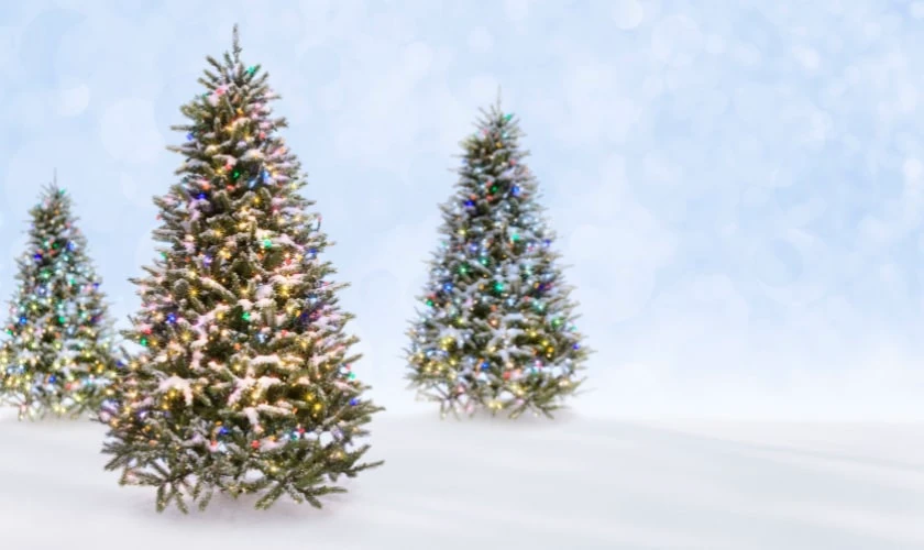 Trang trí Noel ngoài trời bằng cây thông Noel đẹp và ấn tượng