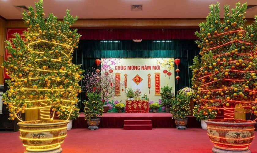 Trang Trí Sân Khấu Tết Với Cây Quất Cảnh Tươi Tắn