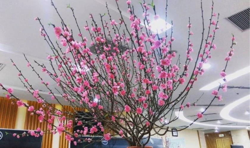 Cách trang trí văn phòng với cây đào, cây mai