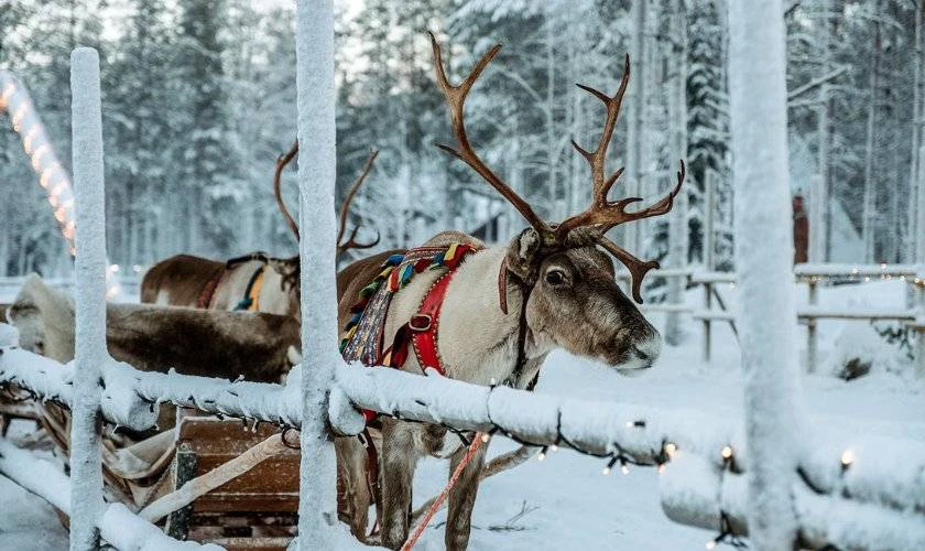Ảnh tuần lộc Giáng sinh ngoài đời thật
