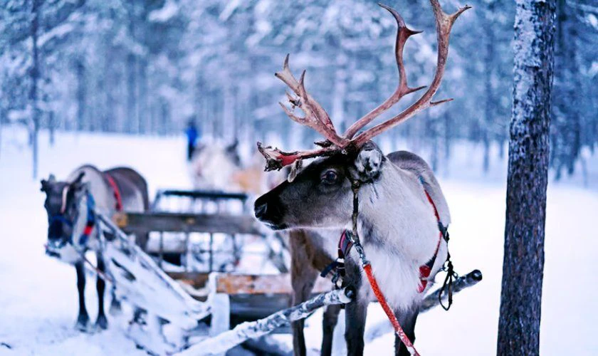 Hình chú tuần lộc rõ nét