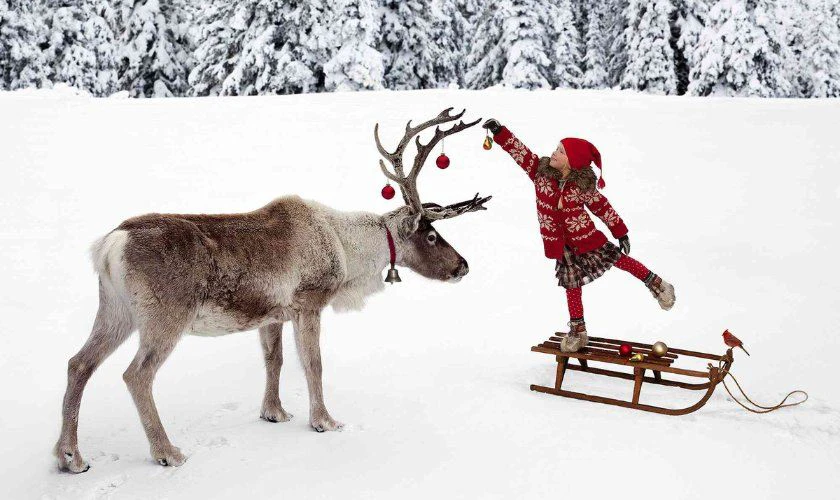 Ảnh tuần lộc Giáng sinh ngoài đời thật full HD