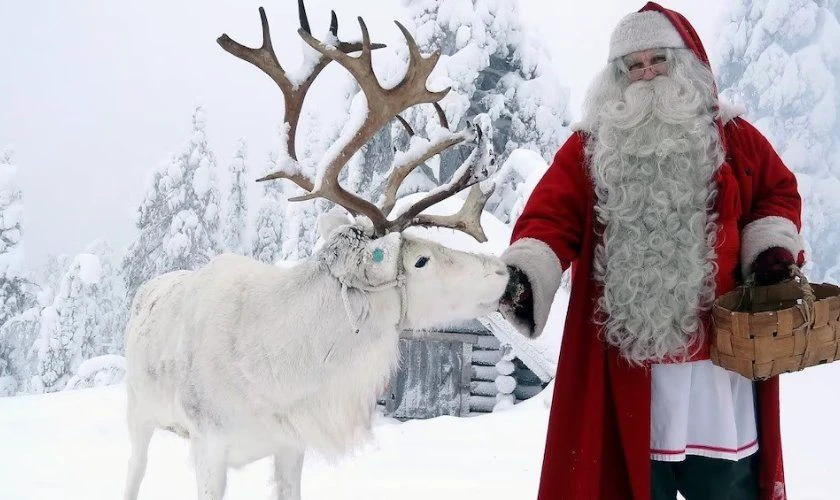 Ảnh tuần lộc Giáng sinh ngoài trời tuyết trắng