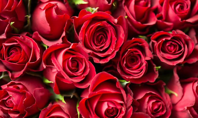 Ngày Valentine 2025 nên tặng quà gì cho người yêu?