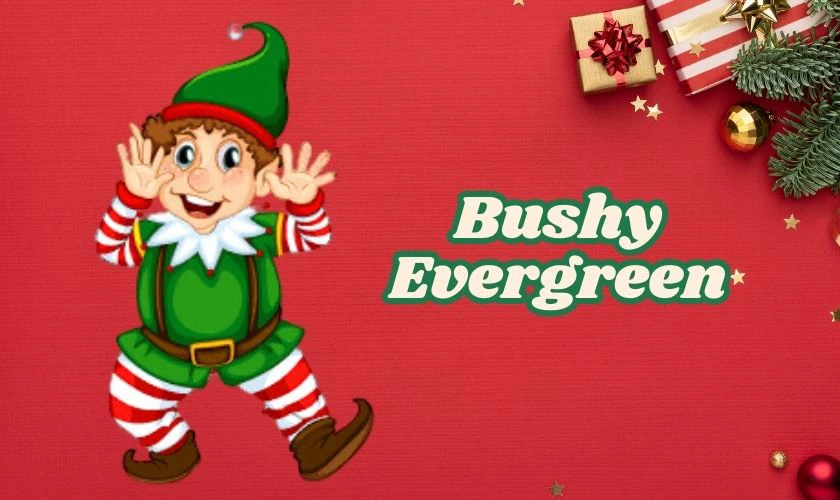 Bushy Evergreen