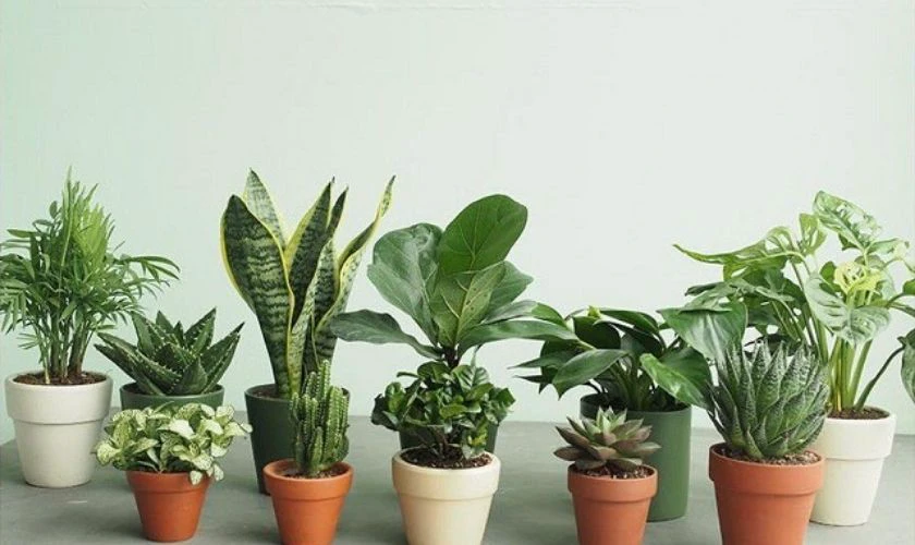 Việc tặng một chậu cây phong thủy có thể làm sếp của bạn cảm thấy thích thú
