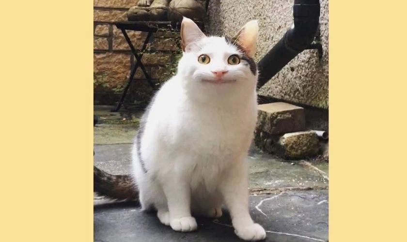 Meme “mèo”