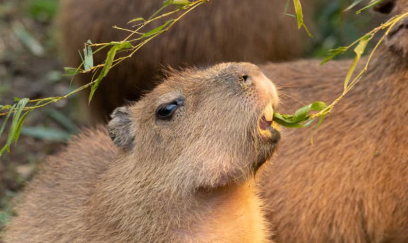Capybara v&ocirc; tri