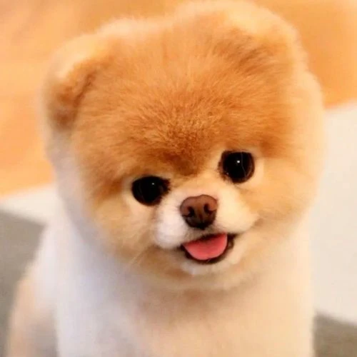 Avatar ch&oacute; cute