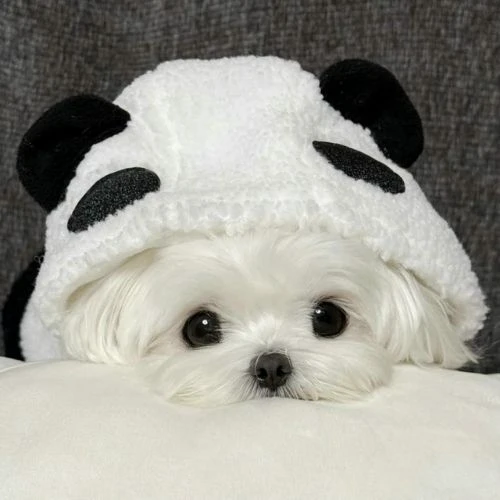 Avatar ch&oacute; cute, dễ thương