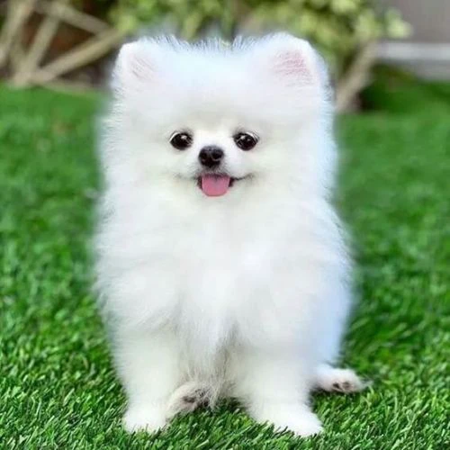Avatar c&uacute;n dể thương nhất