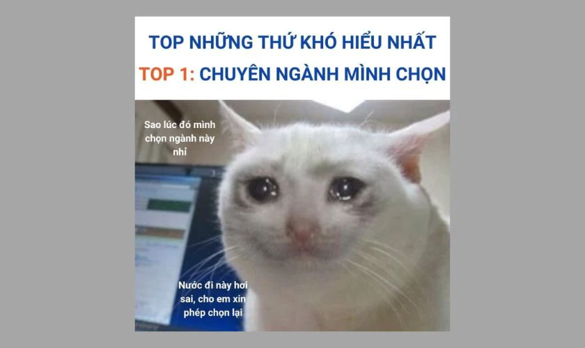 Chú mèo meme đang khóc