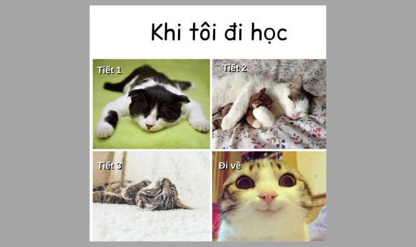 Meme chú mèo hài hước khi đi học và ở nhà