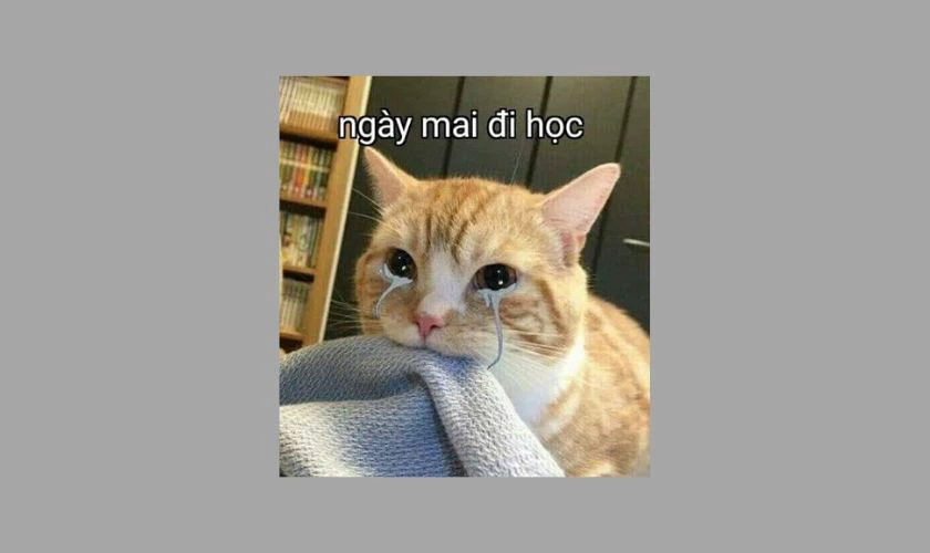 Chú mèo khóc khi phải đi học