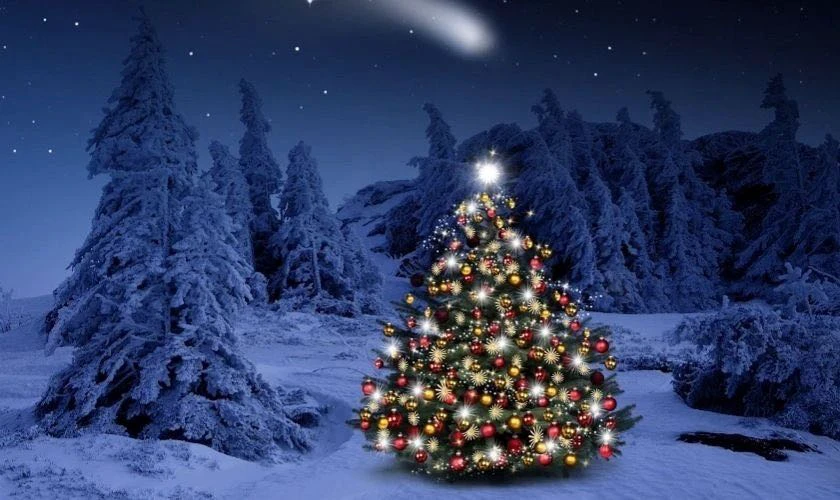 Background cây thông Noel trời đông