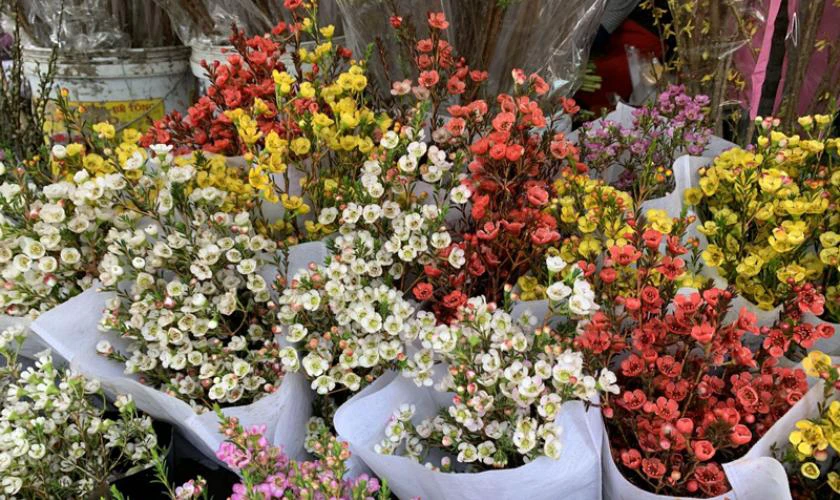Cách chọn hoa thanh liễu cắm Tết đẹp, tươi lâu